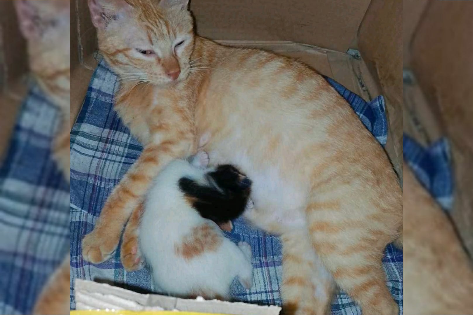 cause 2 : shelter for cats